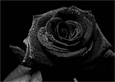 une bell fleur pour une meuf triste com moi